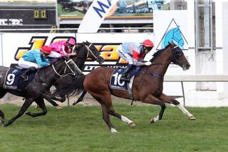 Guarantor guarantees his win in the Listed Marks Ewen & Associates Kaimai Stakes. Photo Credit: Trish Dunell.